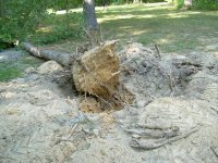 tree behind car port dug out 001.JPG