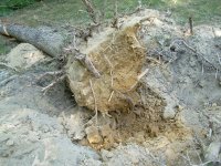 tree behind car port dug out 002.JPG