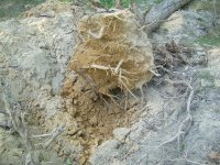 tree behind car port dug out 003.JPG