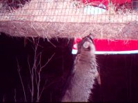 Racoon and chick pen 003.jpg