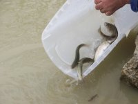 rainbow trout3.jpg
