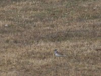 killdeer.jpg