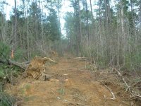 tree removal.jpg