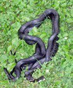 pair-of-snakes.jpg