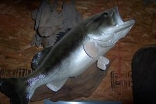 Taxidermy 002.jpg