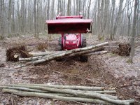 TREE TIPPING 006.jpg