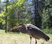 Heron.jpg