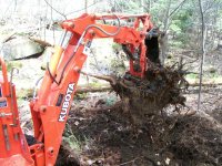 Thumb pinestump.jpg
