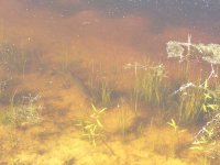 fish.jpg