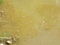 pond6 10 07 007.jpg