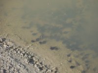 pond6 10 07 014.jpg