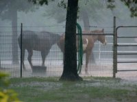 Get out of the rain you dumbys.jpg