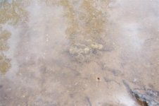Lake Marabou eggs in water, 28 March 2007.jpg