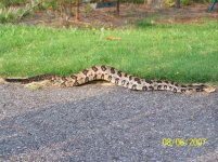 snake1-1.jpg