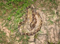 snake.jpg