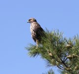 RedTailHawk.jpg