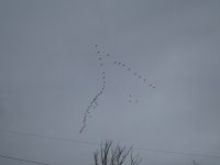 P1000250 - Copy.JPG