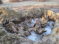 9 Stumps in hole.jpg