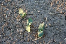 78935d1181742831-creating-1-acre-pumpkin-patch-oneweekoldpumpkins.jpg