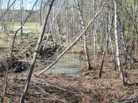 Pond 010.jpg