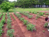 Tomatoes.jpg
