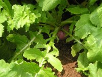 BigTurnip.jpg