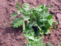 EnglishPea.jpg