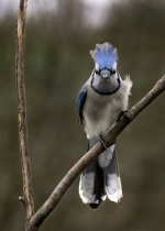 Hairdoo bluejay.jpg