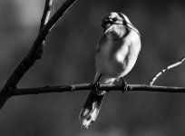 Bluejay B&W.jpg