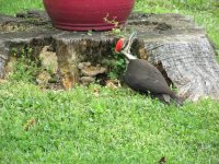 IMG_0266.JPG