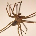 spider closeup.jpg