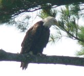 eagle on river (804 x 737).jpg