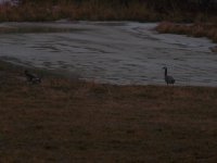 spring geese4207a.JPG