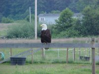 Eagle4.JPG