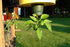 vertical pepper.jpg
