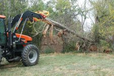 BIG-fallen-cedar.jpg