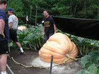 Big Pumpkins 1.jpg