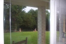 Out the front window.jpg