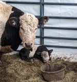 Steer, 1 Day Old 4-6-24(2).jpg