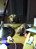 IMG_0001.jpeg