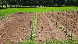 garden-4.jpg