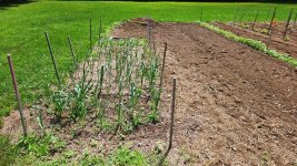 garden-5.jpg