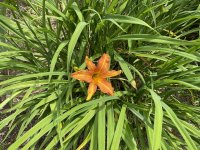 IMG_0289.jpeg