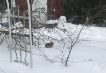 1720260950015.jpeg