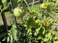 IMG_0304.jpeg