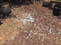 IMG_1390.jpeg