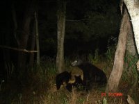 bearcubs.JPG