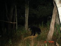 bear1.JPG