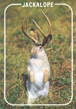 jackalope.jpg