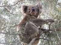 koala.jpg